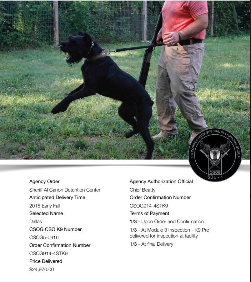 giant schnauzer guide